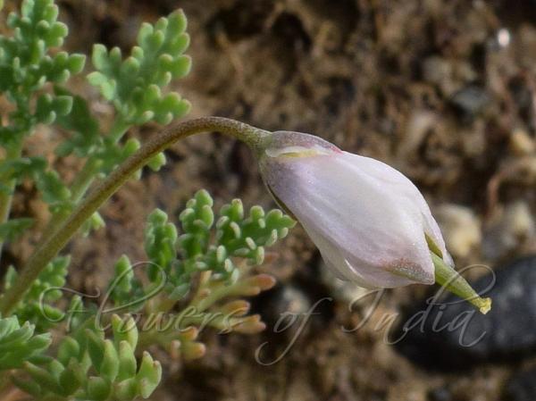 Himalayan Little Poppy